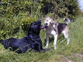 les chiens jouent